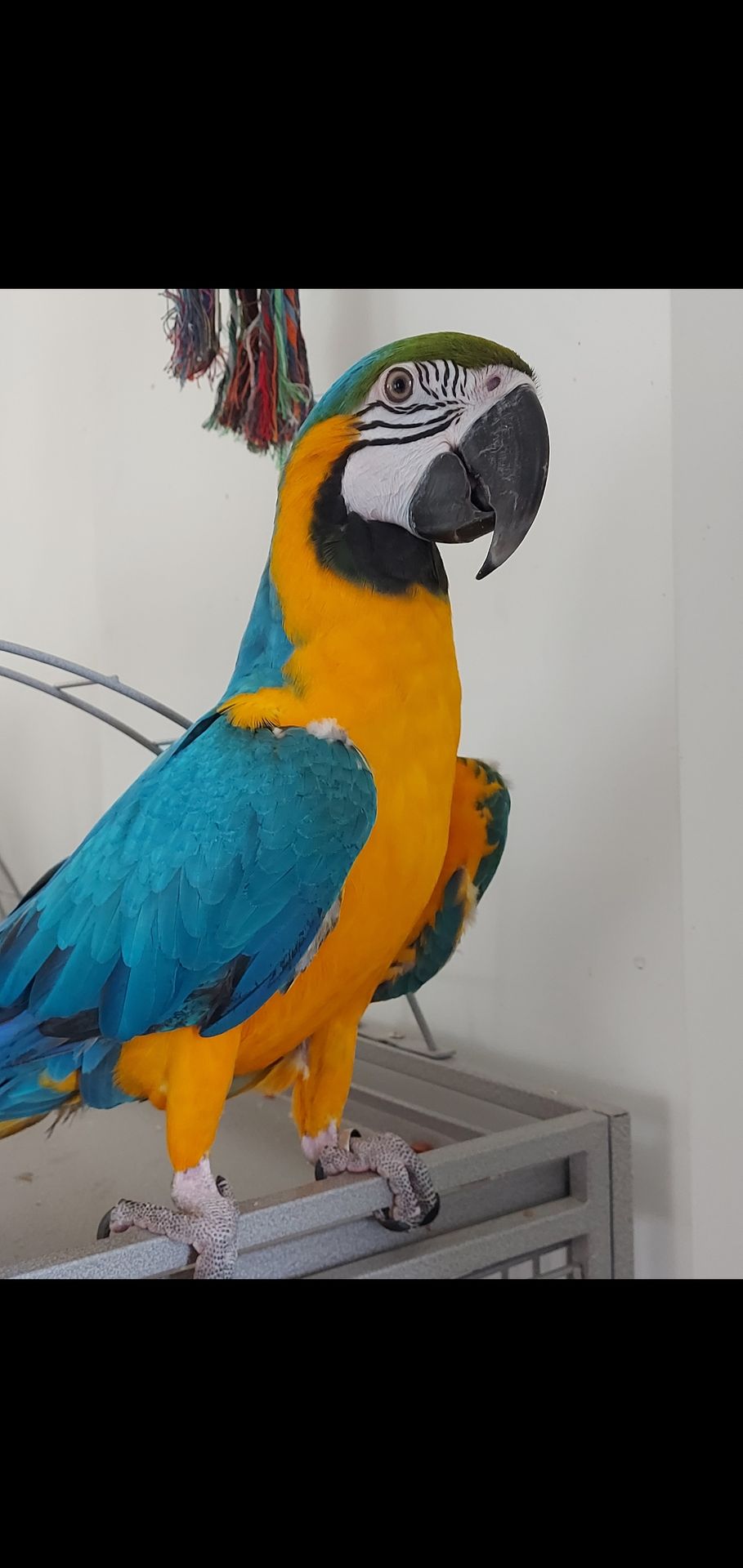 perroquets Parrots Shop Namur