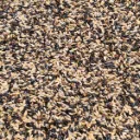tarins chardonnerets - Copie.webp