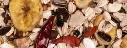 essentiel perroquet fruits.webp