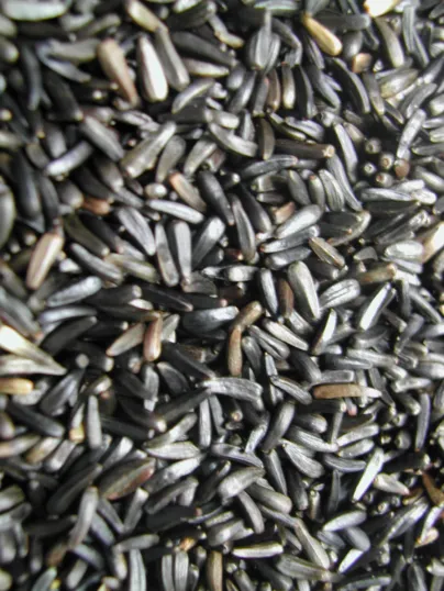 GRAINES DE NIGER sac 4,5 kg (carton 3 x)