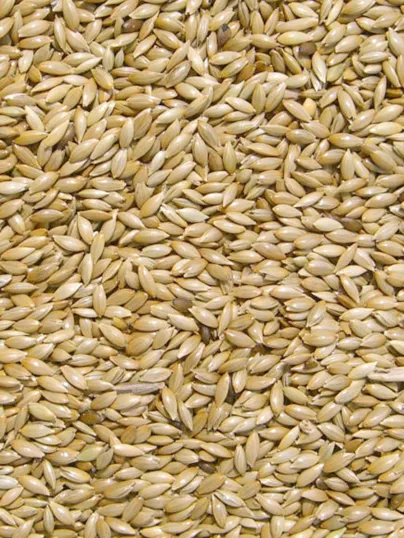 [GRI-103053200] MILLET PLAT (ALPISTE) sac 20 kg