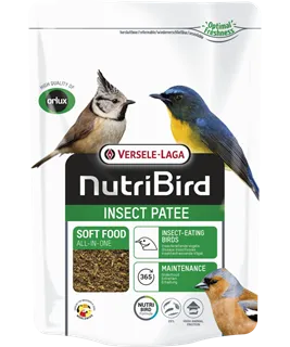Insect Patee